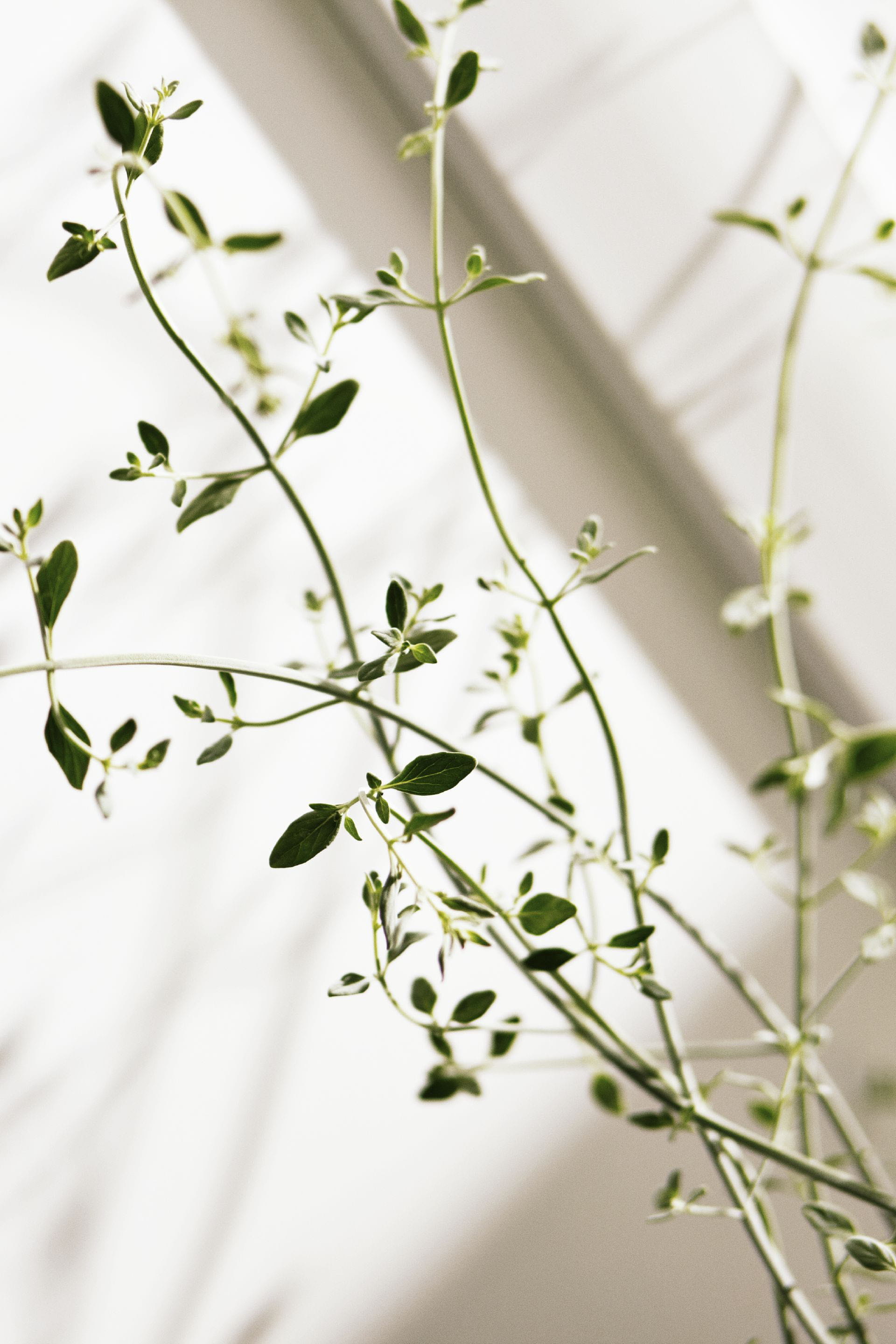 Green plant by the window